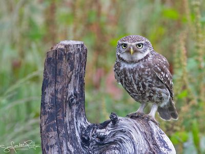 SSteenuil; little owl