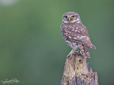 Steenuil; little owl