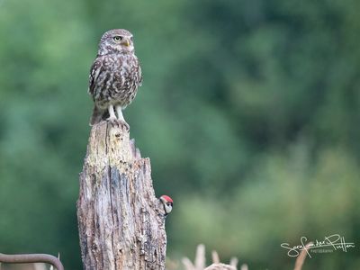 Steenuil; little owl