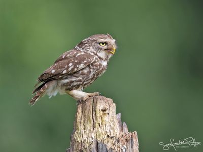 Steenuil; little owl