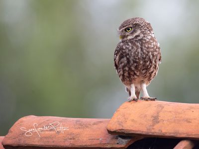 2024 - Owls - Uilen