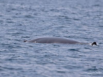 minke_whale_dwegvinvis