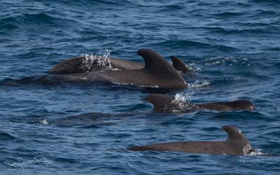 indische_griend shortfinned_pilot_whale