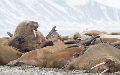 Walrus; Spitsbergen NO