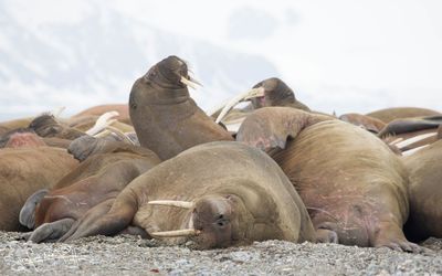 Walrus; Spitsbergen NO