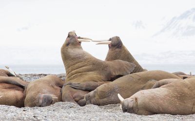 Walrus; Spitsbergen NO