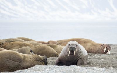 Walrus; Spitsbergen NO