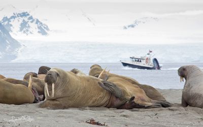 Walrus; Spitsbergen NO