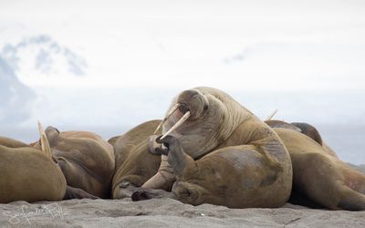 Walrus; Spitsbergen NO