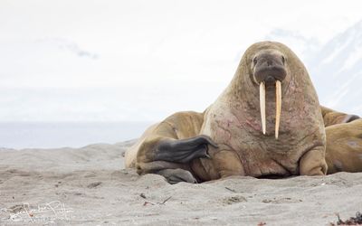 walrus
