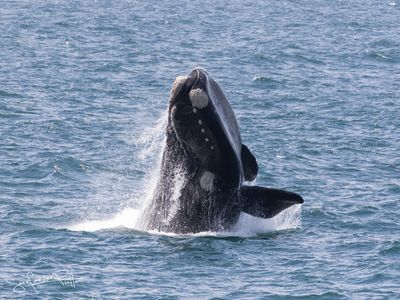 Zuidkaper; Southern right whale; Hermanus South Africa