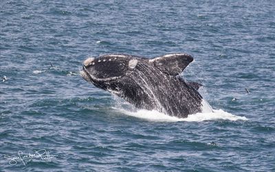 Zuidkaper; Southern right whale; Hermanus South Africa