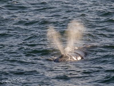 Zuidkaper; Southern right whale; Hermanus South Africa