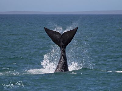 Zuidkaper; Southern right whale; Hermanus South Africa