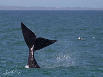 Zuidkaper; Southern right whale; Hermanus South Africa