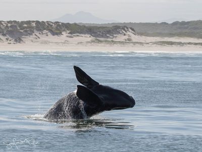 Zuidkaper; Southern right whale; Hermanus South Africa