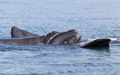 Zuidkaper; Southern right whale; Hermanus South Africa