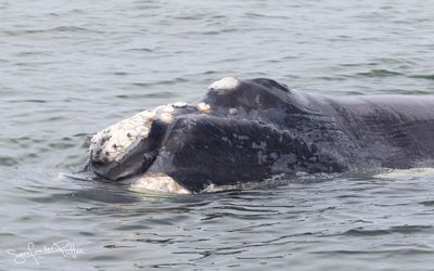 Zuidkaper; Southern right whale; Hermanus South Africa