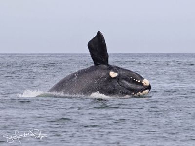 Zuidkaper; Southern right whale; Hermanus South Africa