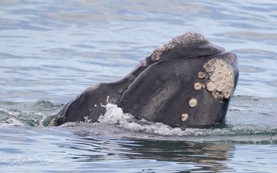 Zuidkaper; Southern right whale; Hermanus South Africa
