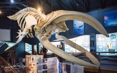 Zuidkaper; Southern right whale; Hermanus South Africa