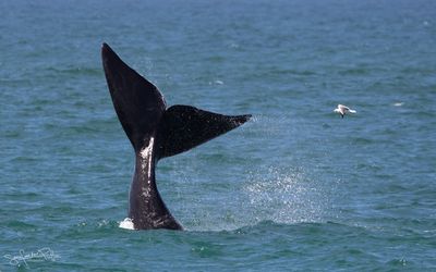 Zuidkaper; Southern right whale; Hermanus South Africa