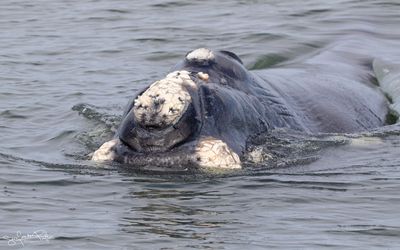 Southern right whale;Zuidkaper