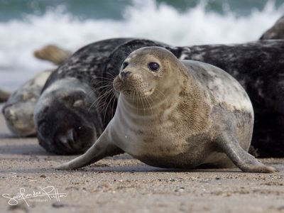 grijzeZeehond; Grey Seal; Helgoland GE