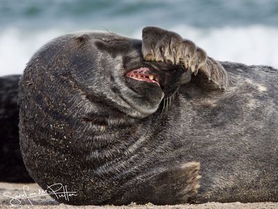 grijzeZeehond; Grey Seal; Helgoland GE