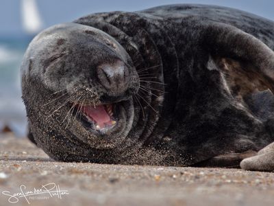 grijzeZeehond; Grey Seal; Helgoland GE