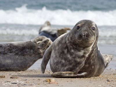 grijzeZeehond; Grey Seal; Helgoland GE