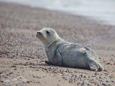 grijzeZeehond; Grey Seal; Zeeland NL