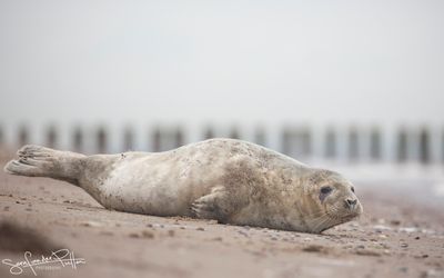 grijzeZeehond; Grey Seal; Zeeland NL