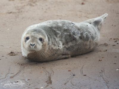 grijzeZeehond; Grey Seal; Zeeland NL