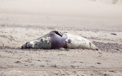 grijzeZeehond; Grey Seal; Zeeland NL