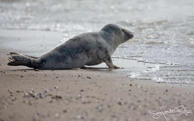 grijzeZeehond; Grey Seal; Zeeland NL