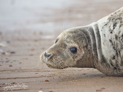 grijze_zeehond_grey_seal