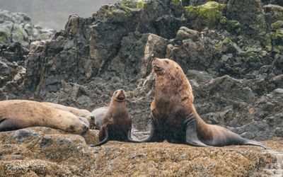 Steller sea lion (Stellerzeeleeuw); Vancouver CAN