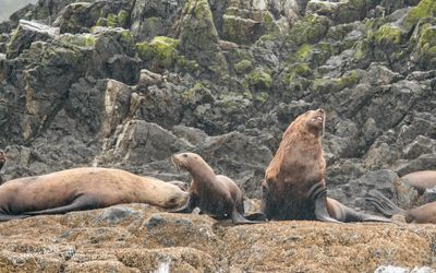 Steller sea lion (Stellerzeeleeuw); Vancouver CAN