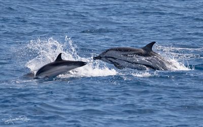 gestreepte_dolfijn_striped_dolphin