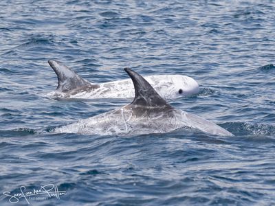 gramper_or_risso's_dolphin