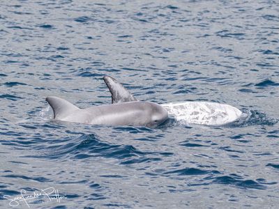 Gramper; Risso's dolphin Horta Azores