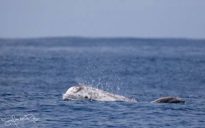 Gramper; Risso's dolphin Horta Azores