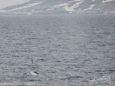 Blauwe Vinvis; Blue Whale; Svalbard Norway