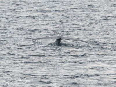Blauwe Vinvis; Blue Whale; Svalbard Norway