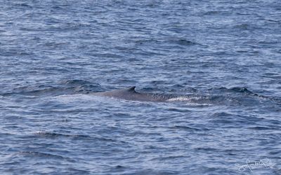 Blauwe Vinvis5; Blue Whale; Horta Azores