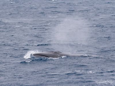 noordse_vinvis_sei_whale