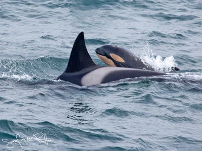 Orka, killer whale