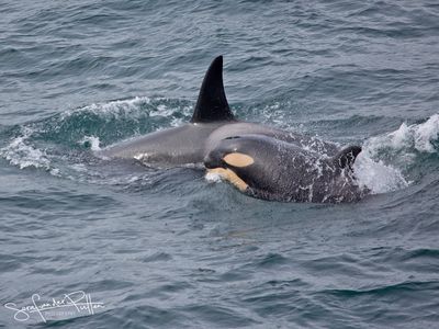 Orka, killer whale0)FB.jpg