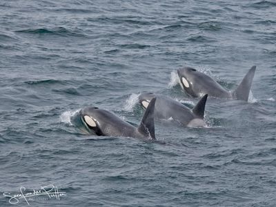 Orka, killer whale